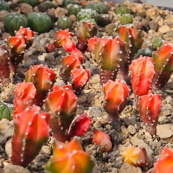 Astrophytum myriostigma kikko koho